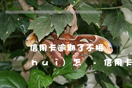 信用卡逾期了不接電話結(jié)果會(huì)怎樣-信用卡逾期了不接電話結(jié)果會(huì)怎樣呢