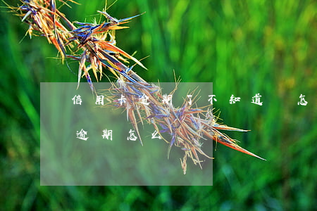 信用卡逾期了不知道該怎么辦 所有的信用卡逾期怎么辦