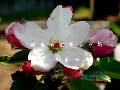 信用卡逾期了不能還進(jìn)去了怎么辦-信用卡逾期了不能還進(jìn)去了怎么辦呢