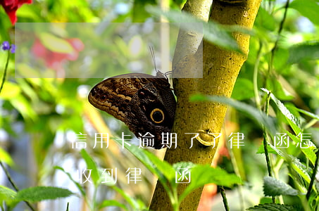 信用卡逾期了了律師函怎么辦(因信用卡逾期收到律師函)
