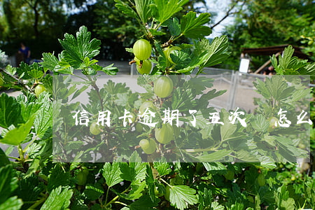 信用卡逾期了五次會怎么樣(5次信用卡逾期)