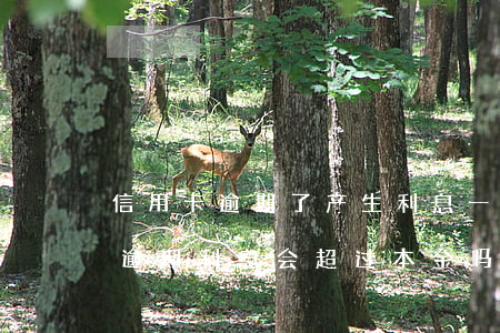 信用卡逾期了产生利息一定上征信-行用卡逾期利息会超过本金吗