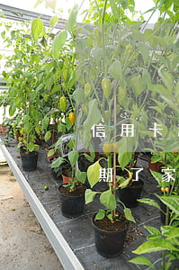 信用卡逾期了人死亡用还吗(人死了信用卡逾期了家属用不用偿还)