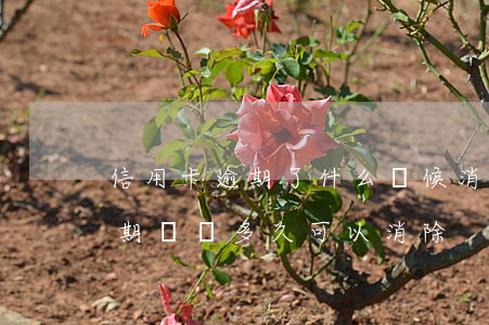 信用卡逾期了什么時候消除記錄(有信用卡逾期記錄多久可以消除)