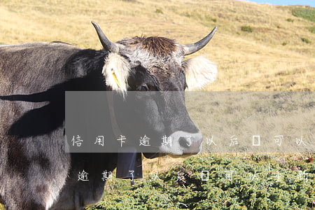 信用卡逾期了以后還可以重新辦嗎-信用卡逾期了以后還可以重新辦嗎知乎