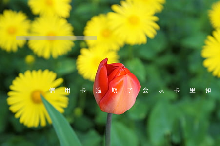 信用卡逾期了会从卡里扣钱吗