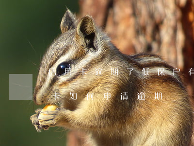 信用卡逾期了低保户有用吗(低保户逾期信用卡,如何申请逾期)
