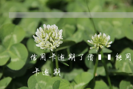 信用卡逾期了借唄還能用嗎(借唄逾期和信用卡逾期)