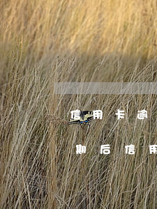 信用卡逾期了儲(chǔ)蓄卡可以用嗎(逾期后信用卡還能用嗎)