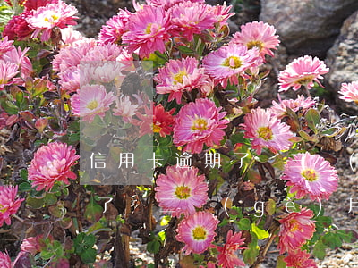 信用卡逾期了兩三個(gè)月(信用卡逾期了兩三個(gè)月怎么辦)