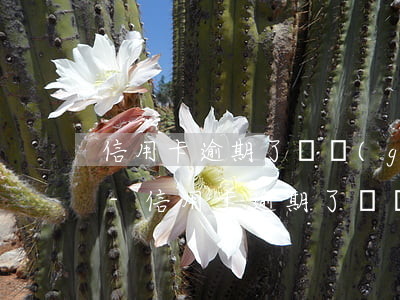 信用卡逾期了兩個(gè)月了有什么影響-信用卡逾期了兩個(gè)月了有什么影響嗎