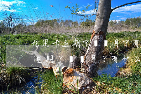 信用卡逾期了兩個月了有什么影響-信用卡逾期了兩個月了有什么影響嗎