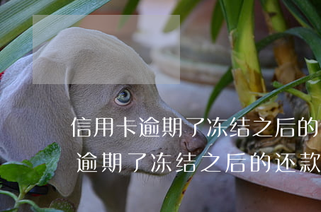 信用卡逾期了冻结之后的还款期限-信用卡逾期了冻结之后的还款期限是多久