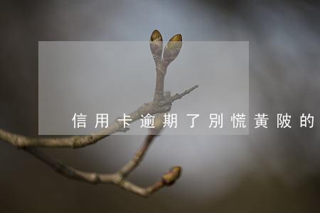 信用卡逾期了別慌黃陂的失信名單
