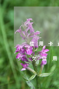 信用卡逾期了利息很高怎么協(xié)商(欠信用卡逾期會(huì)怎樣)