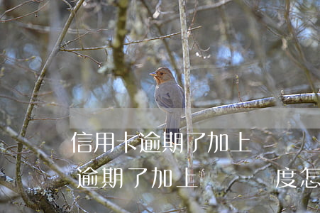 信用卡逾期了加上臨時額度怎么辦-信用卡逾期了加上臨時額度怎么辦呢
