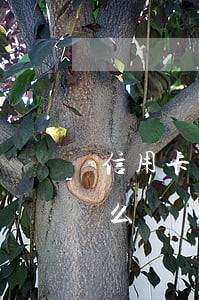 信用卡逾期了十一期(信用卡逾期了十一期怎么還)