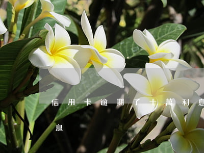 信用卡逾期了十萬利息(信用卡逾期了十萬利息)