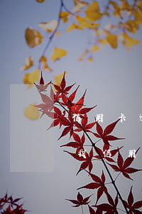 信用卡逾期了半年不還會(huì)怎么樣(我信用卡逾期半年了是黑戶嗎)