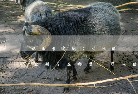 信用卡逾期了可以借錢嗎(信用卡和貸款全部逾期了在哪里還可以借錢)