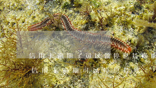 信用卡逾期了可以做停息挂账吗 什么情况下信用卡逾期可以停息挂账