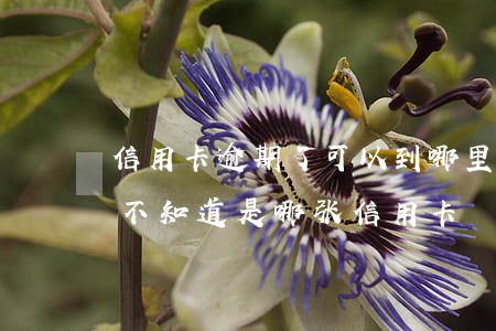 信用卡逾期了可以到哪里问(说信用卡有逾期,不知道是哪张信用卡)
