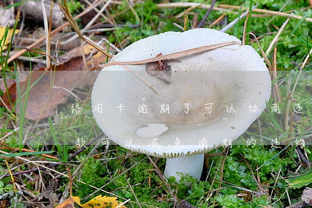 信用卡逾期了可以协商还款减免吗-协商还款可以减免逾期的违约金和利息吗