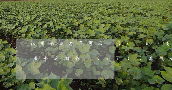 信用卡逾期了可以協(xié)商分期嗎(信用卡逾期能協(xié)商做分期嗎)