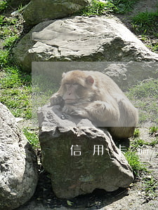信用卡逾期了可以去支付宝