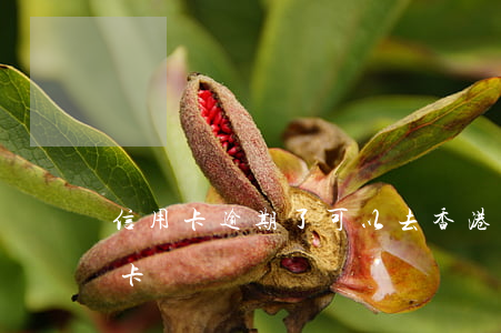 信用卡逾期了可以去香港嗎(逾期還能用信用卡嗎)