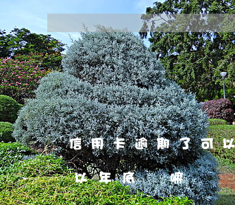 信用卡逾期了可以年底還嘛(信用卡逾期了可以年底還嘛)