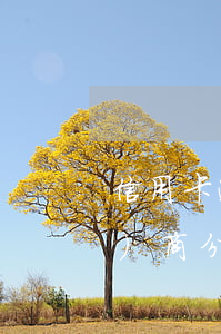 信用卡逾期了可以打12378協(xié)商分期嗎-信用卡逾期了可以打12378協(xié)商分期嗎怎么辦