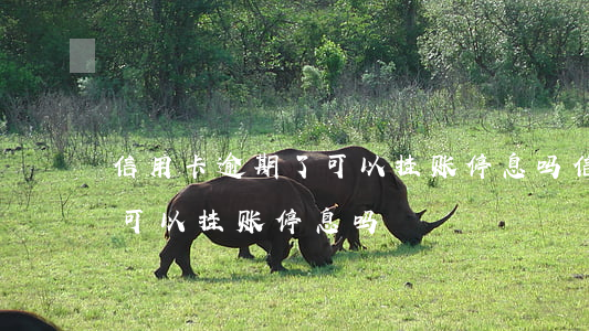 信用卡逾期了可以挂账停息吗(信用卡逾期了可以挂账停息吗)