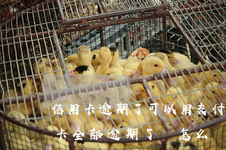 信用卡逾期了可以用支付寶還嗎(支付寶信用卡全部逾期了該怎么辦)