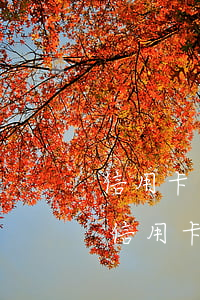 信用卡逾期了可以申請(qǐng)停息嗎(信用卡逾期怎么能停止計(jì)息)