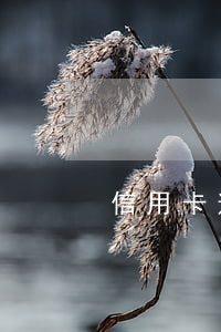 信用卡逾期了向誰求助(不小心信用卡逾期)