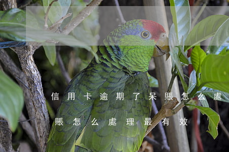 信用卡逾期了呆賬怎么處理(信用卡逾期了呆賬怎么處理最有效)