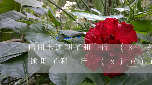 信用卡逾期了和銀行協(xié)商(信用卡逾期了和銀行協(xié)商分期付款有收據(jù)嗎)