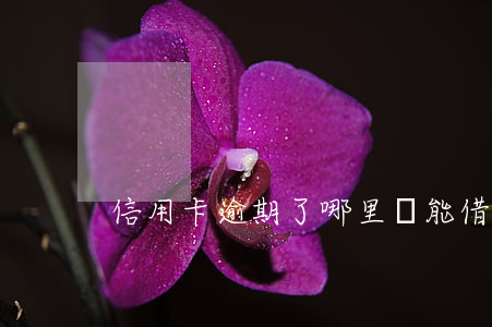 信用卡逾期了哪里還能借款