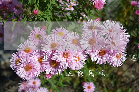 信用卡逾期了在还完了还能用吗(逾期还清后信用卡还能用吗)
