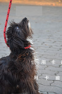 信用卡逾期了坐牢的概率大嗎(什么情況下信用卡逾期會(huì)坐牢)