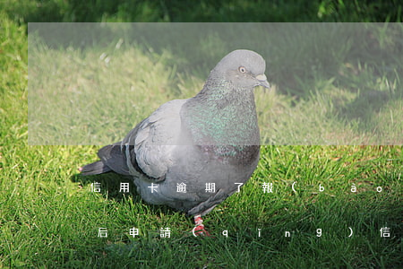 信用卡逾期了報(bào)案怎么處理(逾期后申請(qǐng)信用卡)