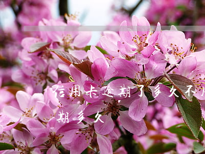 信用卡逾期了多久不用會被起訴-信用卡 逾期多久