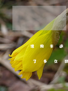 信用卡逾期了多久可以收到短信 信用卡逾期了多久可以收到短信