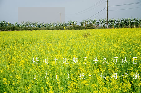 信用卡逾期了多久可以辦營業(yè)執(zhí)照-信用卡逾期了多久可以辦營業(yè)執(zhí)照了