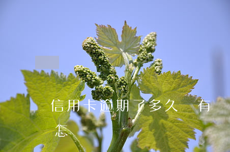 信用卡逾期了多久會有結果(欠信用卡逾期會怎樣)