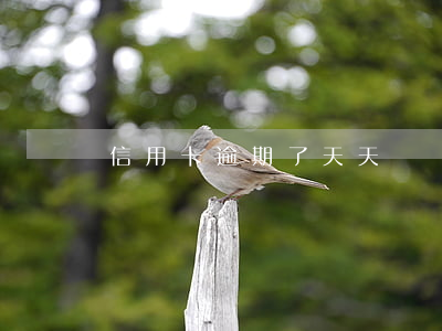 信用卡逾期了天天還點