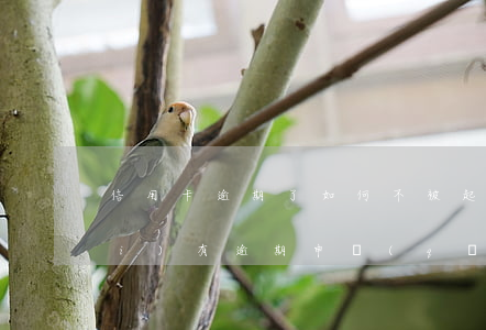 信用卡逾期了如何不被起訴(為什么沒(méi)有逾期申請(qǐng)信用卡被拒)