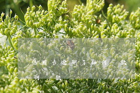信用卡逾期了如何貸款買房(銀行逾期買房如何貸款)
