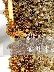 信用卡逾期了如何辦理分期(分期卡逾期屬于信用卡逾期嗎)